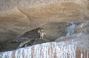 Falconidae: Prairie Falcon Feeding Chick