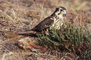 Falconidae: Prairie Falcon with Rabbit