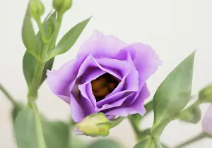 Lisianthus: Prairie gentian, Eustoma grandiflorum, Mauve subject