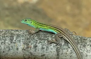 Aspidoscelis: Prairie-lined Racerunner