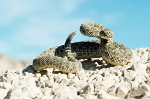 Rattles: Prairie RATTLESNAKE