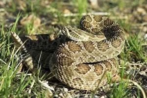 Rattling: Prairie Rattlesnake