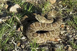 Rattles: Prairie Rattlesnake