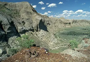 Rattlesnakes: Prairie Rattlesnake