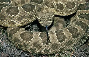 Rattlesnakes: Prairie Rattlesnake