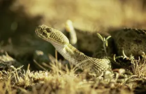 Sqamata: Prairie Rattlesnake