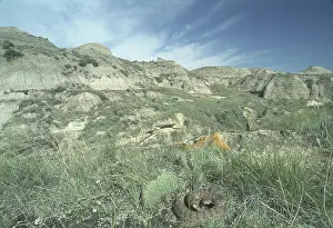Crotalid: Prairie Rattlesnake in Alberta