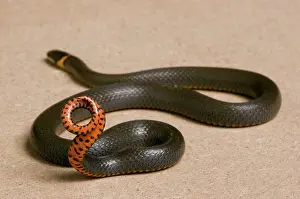Punctatus: Prairie Ringneck Snake