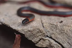 Punctatus: Prairie Ringneck Snake