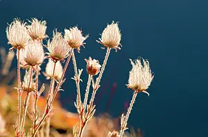 Mary: Prairie Smoke wildflowers with St Mary Lake