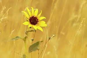 Petal: Prairie sunflower at Palouse Falls State