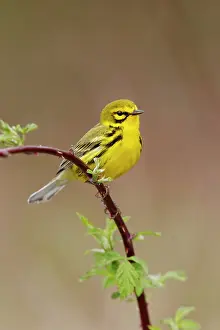 Discolor: Prairie Warbler