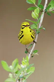 Discolor: Prairie Warbler