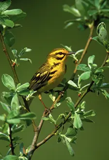 Discolor: Prairie Warbler