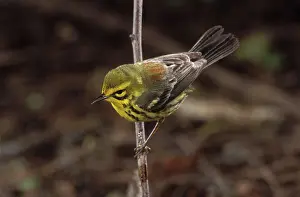 Discolor: Prairie Warbler