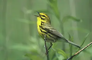 Calls: Prairie Warbler