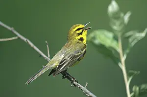 Calls: Prairie Warbler