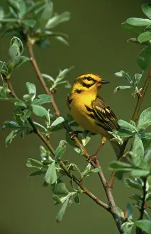 Parulidae: Prairie Warbler