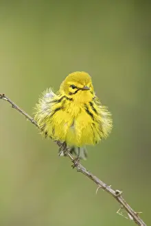 Dendroica: Prairie Warbler - Dendroica discolor - Male perched