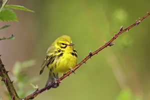 Discolor: Prairie Warbler - perched on thorn bush In breeding terriror