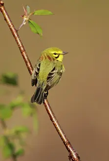 Discolor: Prairie Warbler - on territory