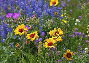 Sticky: Prairie Wildflowers