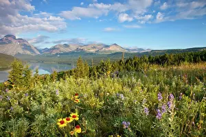 Blackfoot: Prairie wildflowers and Lower Two Medicine