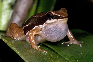 Granular: Pratt's Rocket Frog