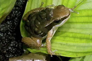 Granular: Pratt's Rocket Frog with young