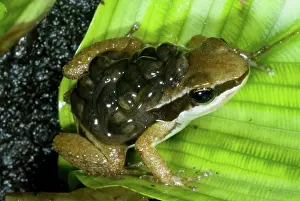 Granular: Pratt's Rocket Frog with young