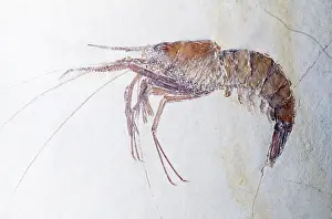 Prawns: Prawn FOSSIL - Jurassic Period