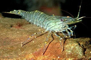 Prawns: Prawn