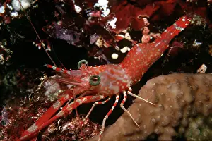 Rhynchocinetes: Prawn - night, 26 meters. Reef drop off
