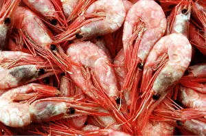 Commercial: PRAWNS - cooked and ready to eat