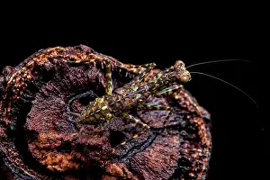 Tissue: Praying mantid (Liturgusa cayennensis) nymph, Belizon