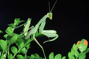 Ingrid Van Den Berg: Praying MANTIS