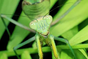 Lineola: Praying Mantis