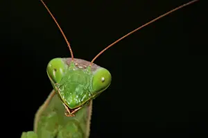 Mantises: Praying Mantis