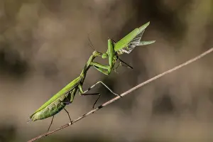 Marais: Praying Mantis