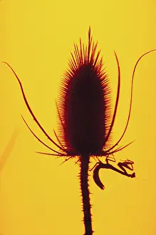 Mantes: Praying mantis