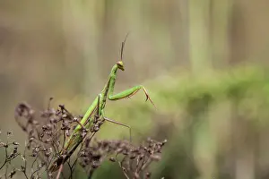 Pinay: Praying Mantis