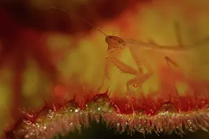 Unidentified: Praying Mantis