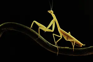 Tranch: Praying Mantis