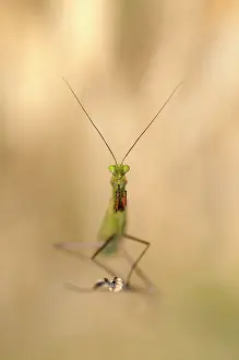 Burgundy: Praying Mantis