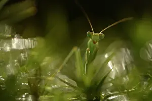 Glittering: Praying Mantis