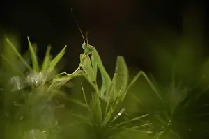 Glittering: Praying Mantis