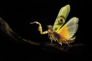 Threaten: Praying Mantis