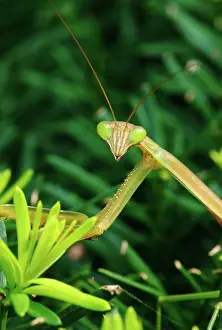 Mantid: Praying Mantis