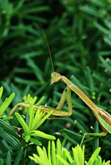 Mantid: Praying Mantis
