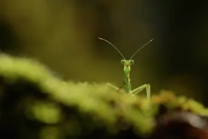 Minimal: Praying Mantis